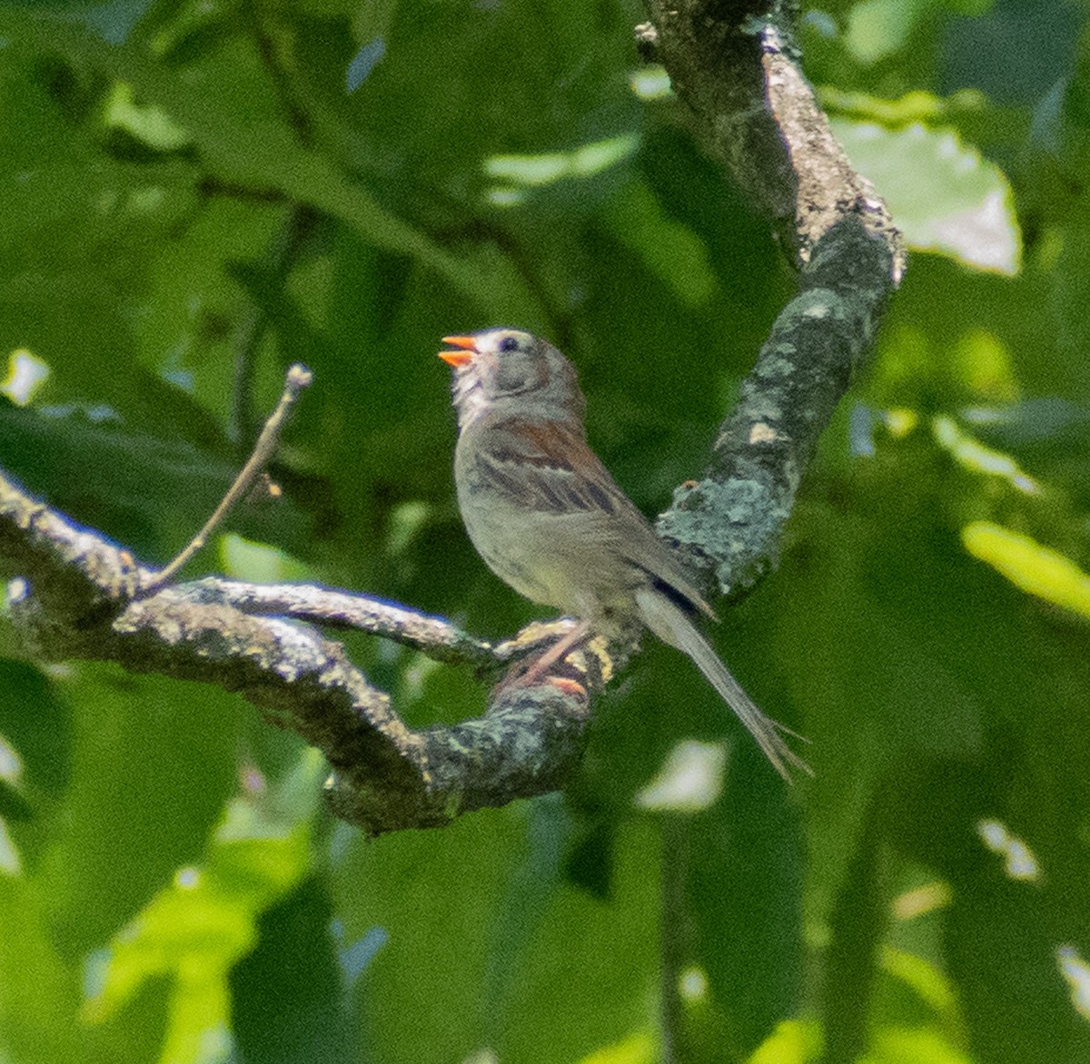 Field Sparrow - ML622444639