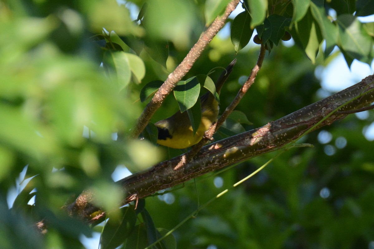 Bahama Yellowthroat - ML622444653