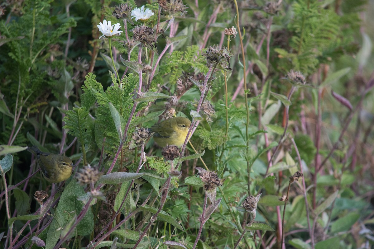 Tennessee Warbler - ML622444661