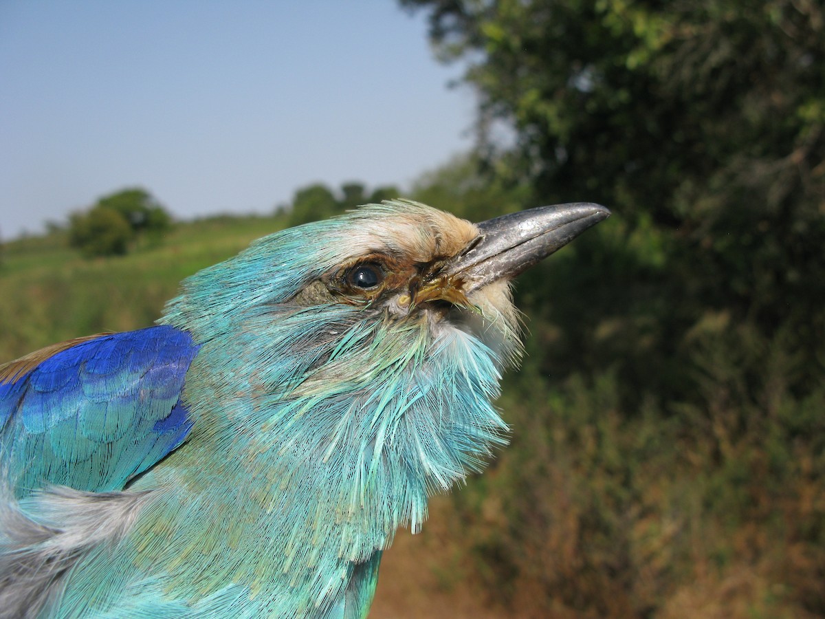 Abyssinian Roller - ML622444666