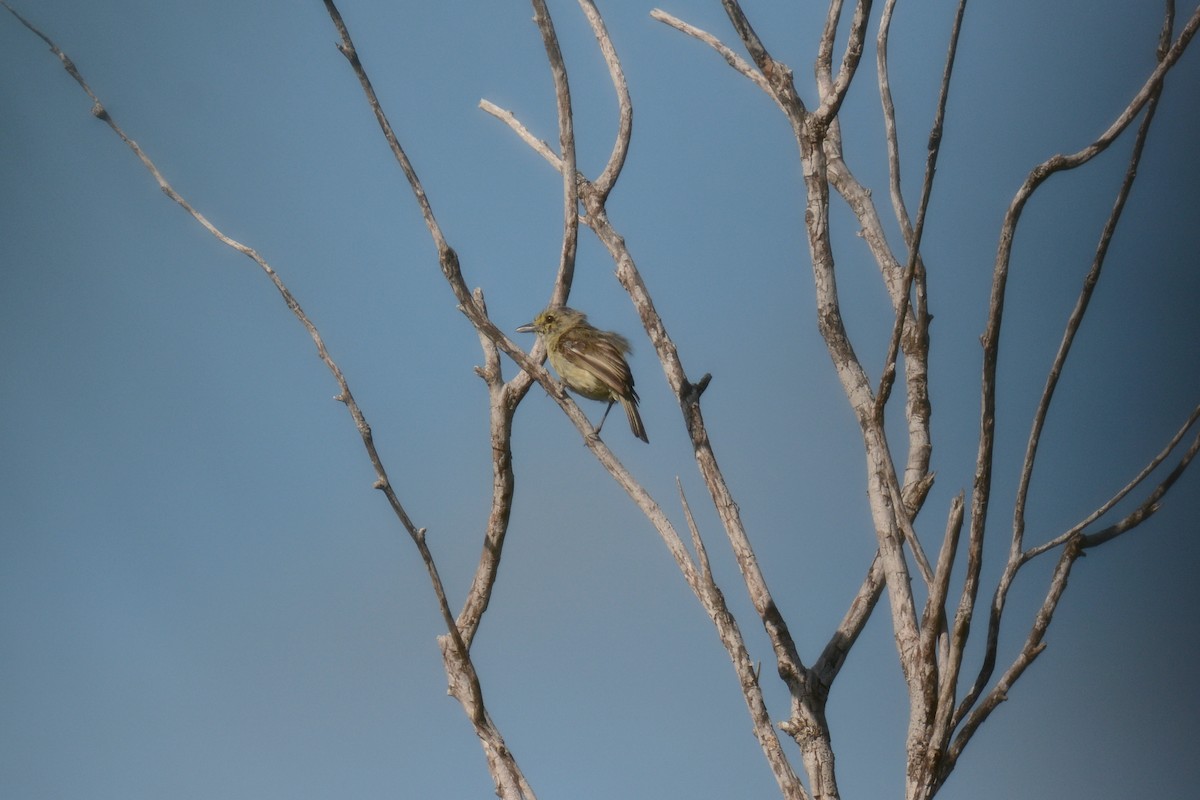 Thick-billed Vireo - ML622444734