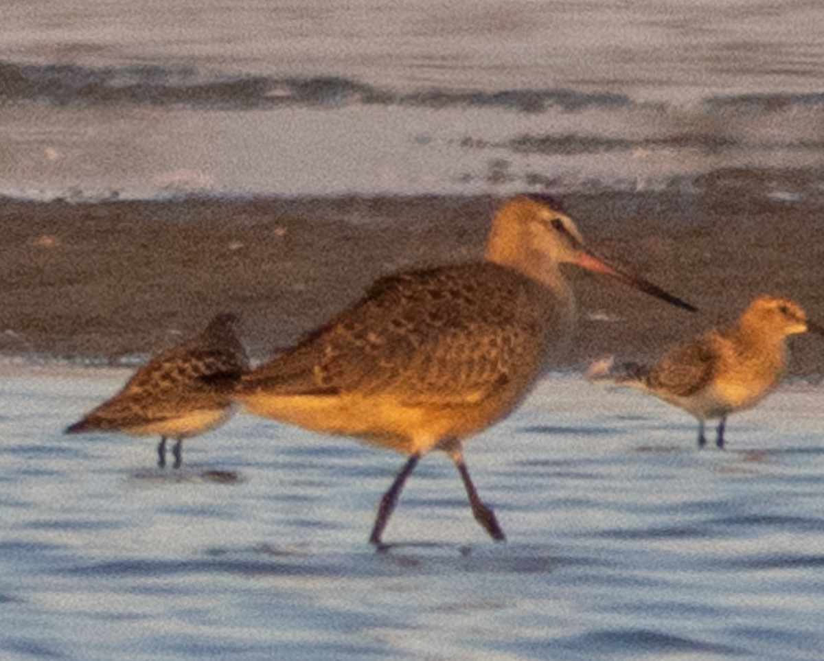 Hudsonian Godwit - ML622444829