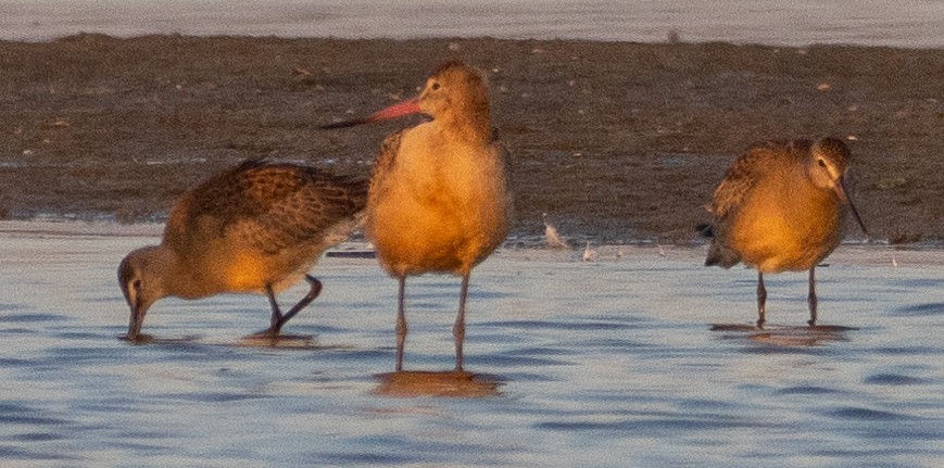 Hudsonian Godwit - ML622444831