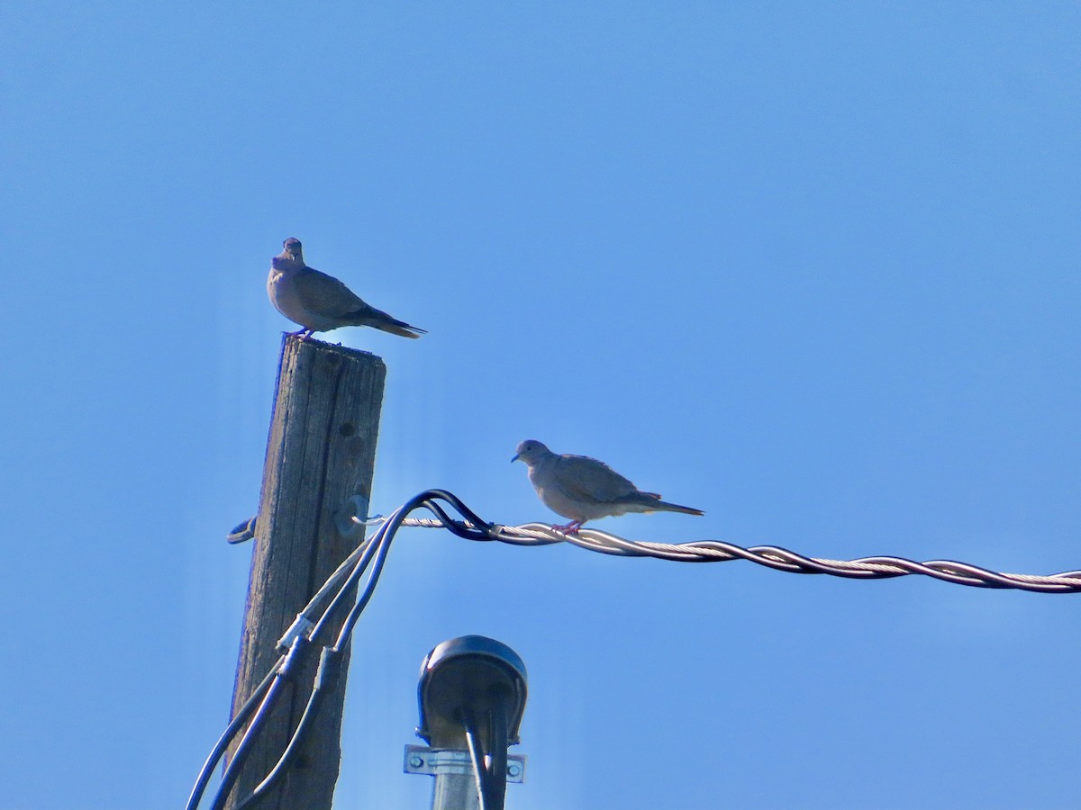 Eurasian Collared-Dove - ML622444873