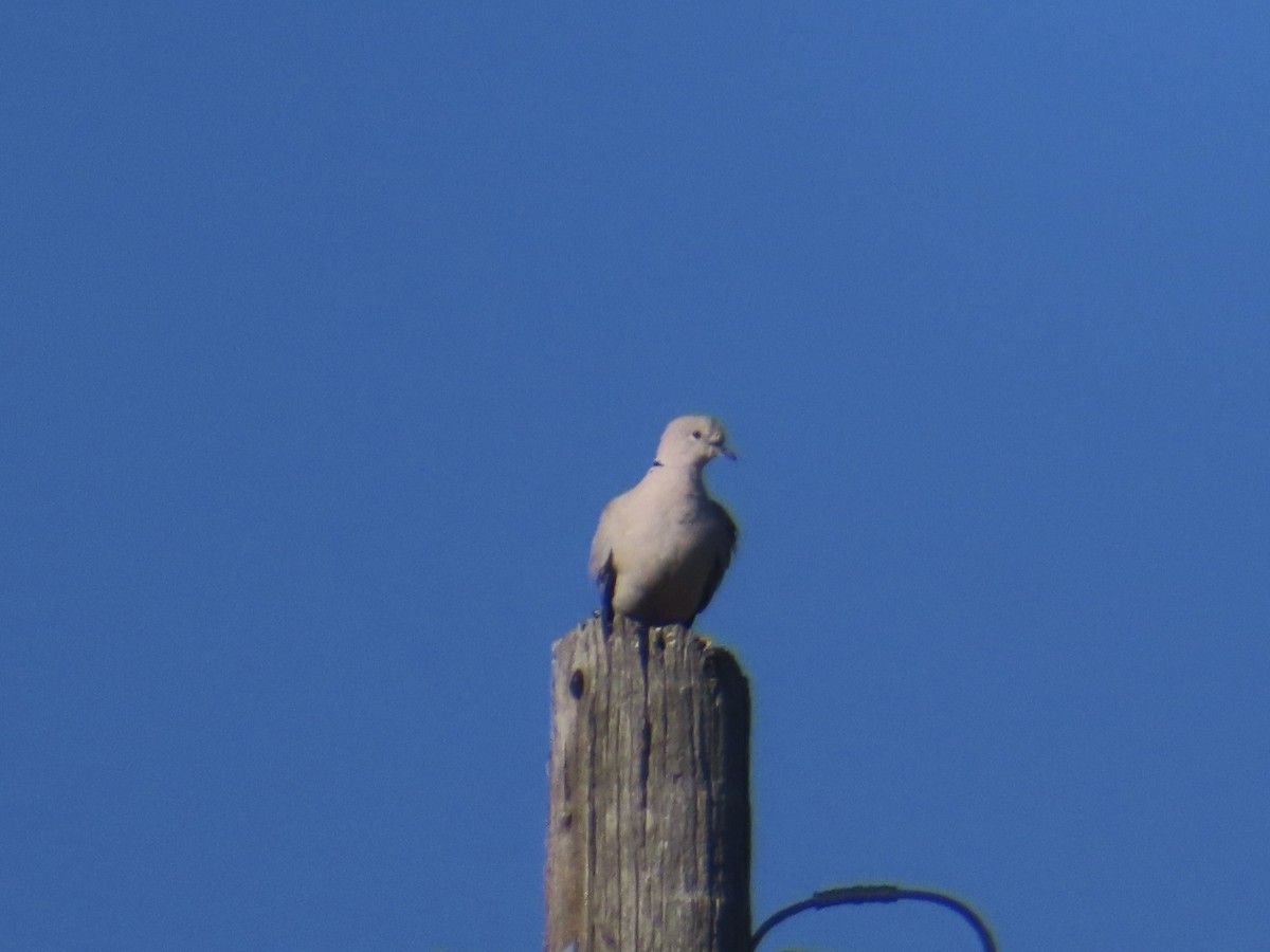 Eurasian Collared-Dove - ML622444875