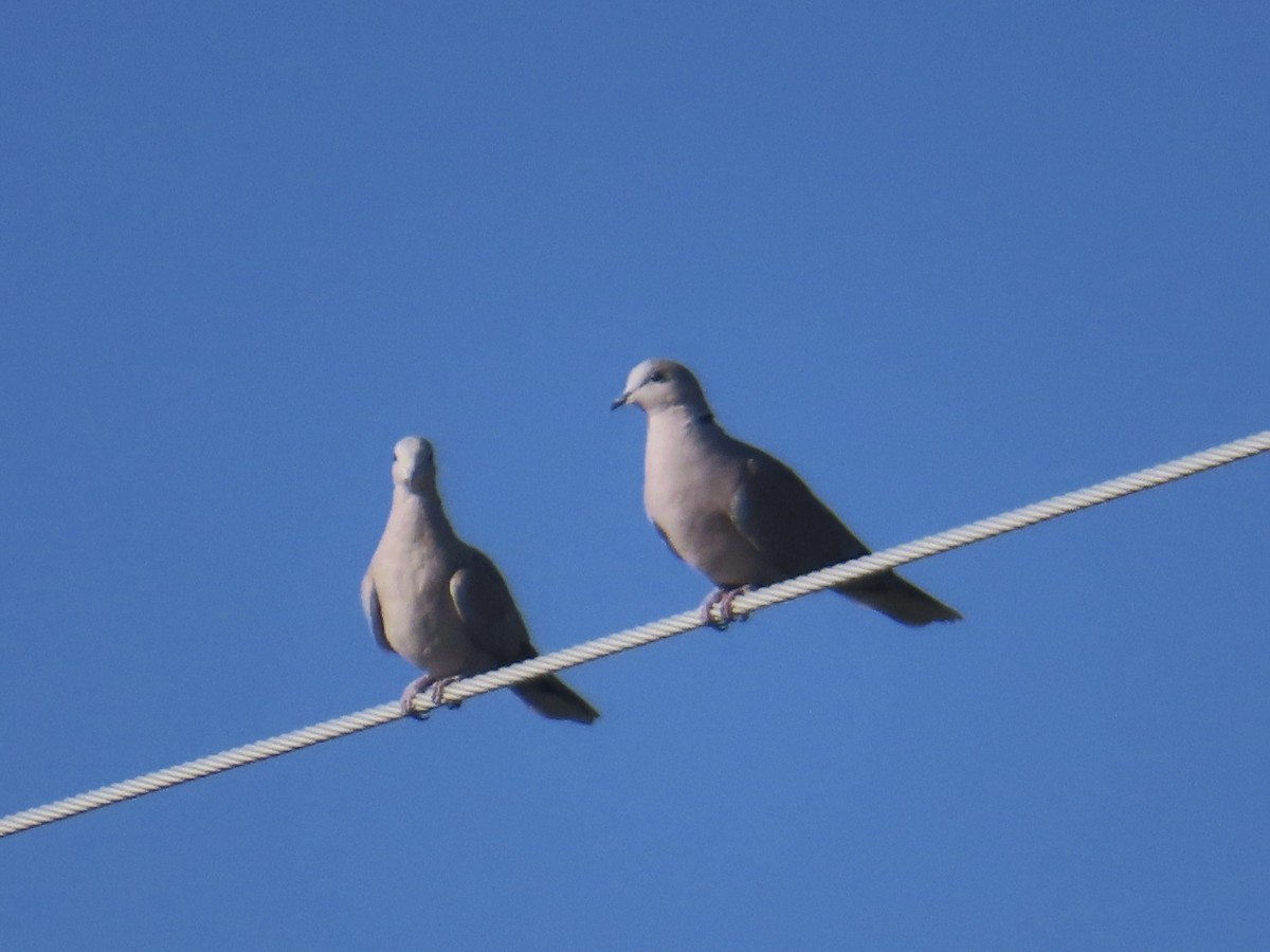 Eurasian Collared-Dove - ML622444921