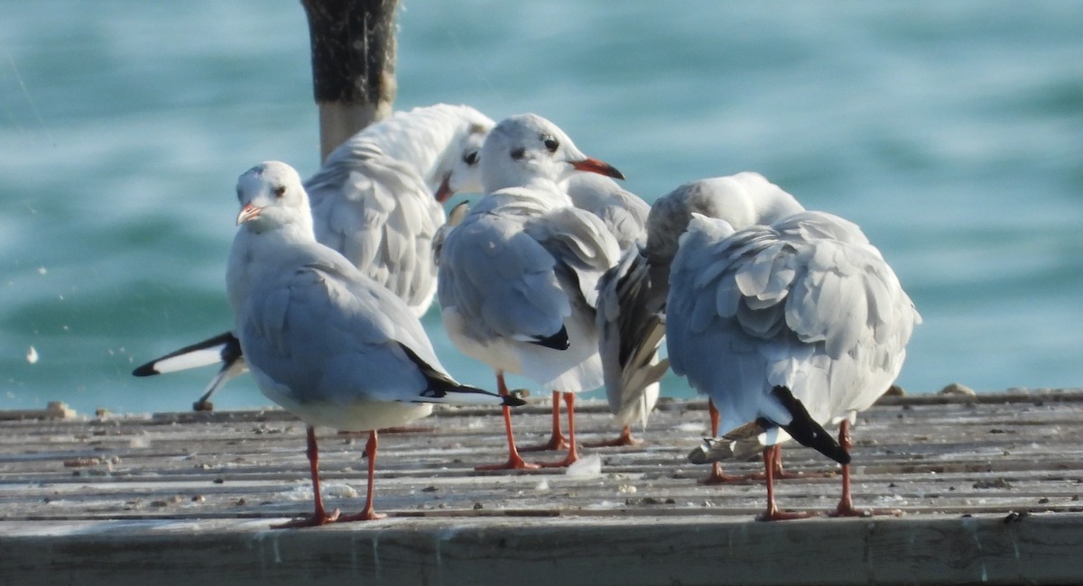 Gaviota Reidora - ML622444959