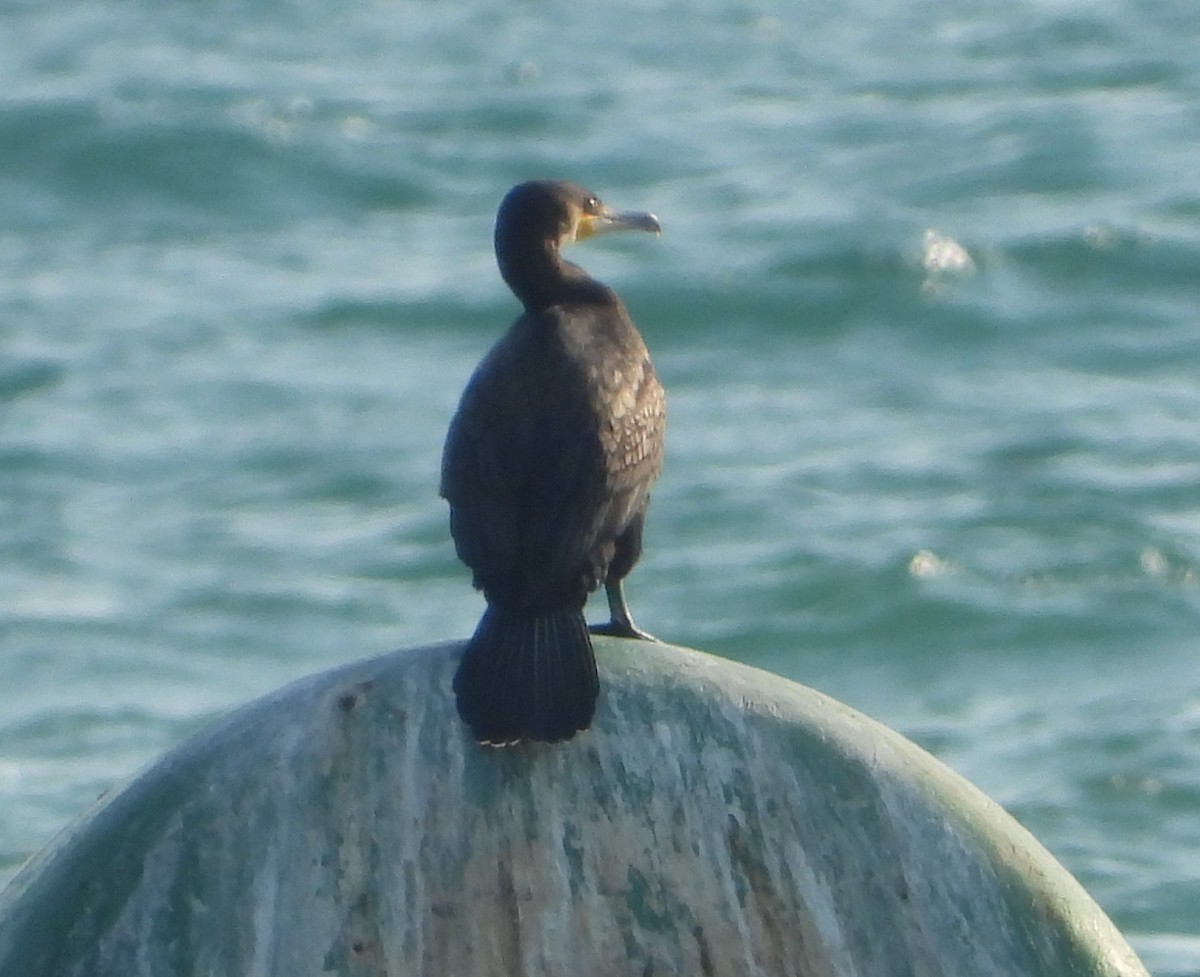 Great Cormorant - ML622444969