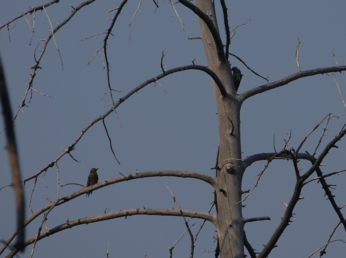 Red-naped Sapsucker - ML622445064