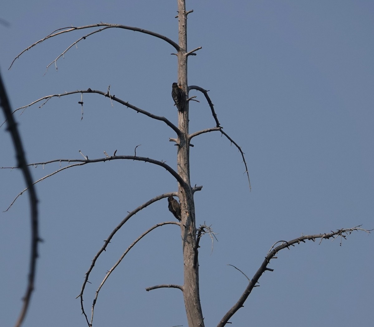 Red-naped Sapsucker - ML622445081