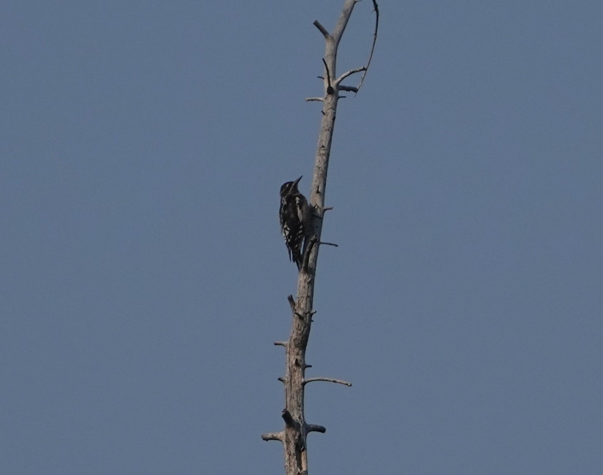 Red-naped Sapsucker - ML622445102