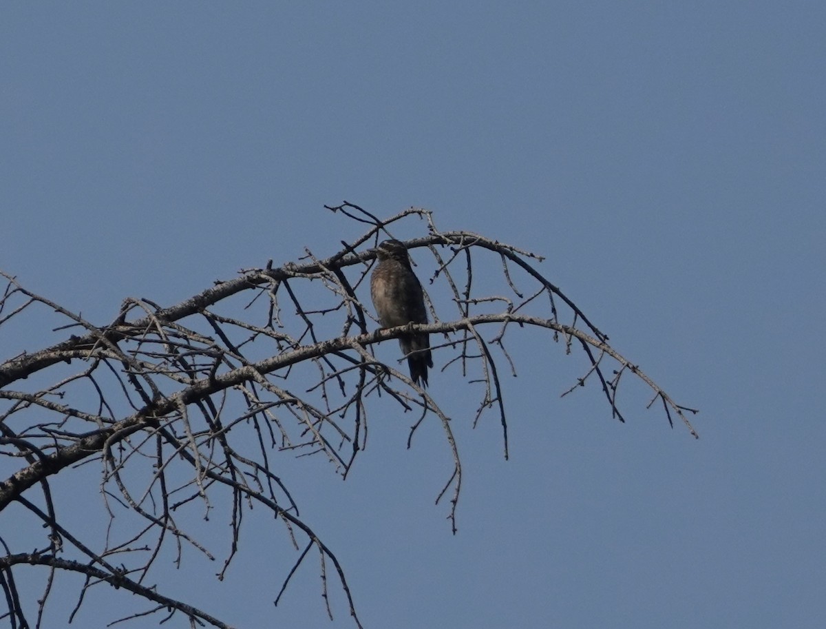 Red-naped Sapsucker - ML622445106