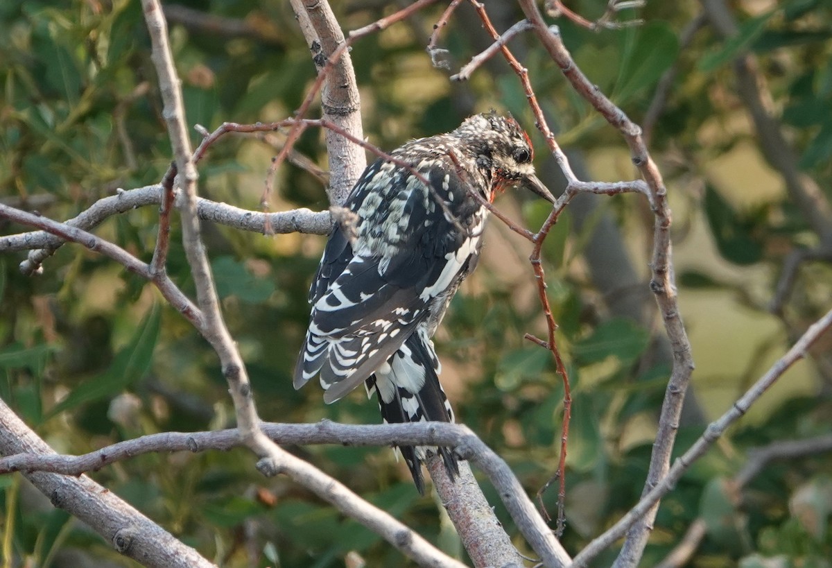 Red-naped Sapsucker - ML622445118