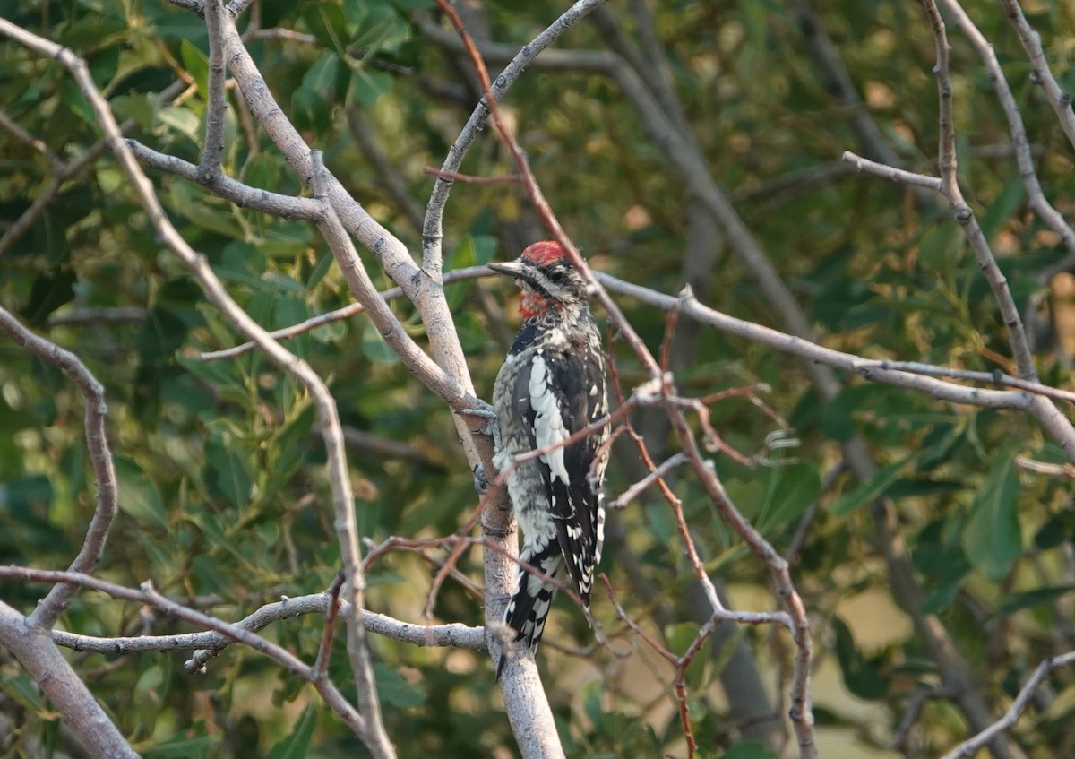 Red-naped Sapsucker - ML622445123