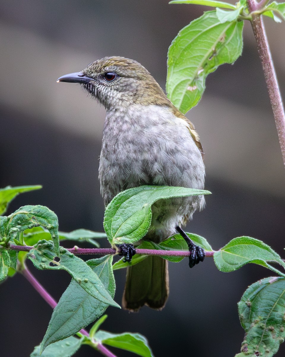 Slender-billed Greenbul - ML622445208