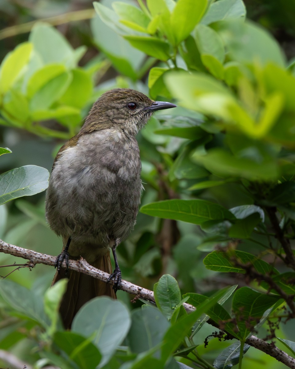 Slender-billed Greenbul - ML622445209