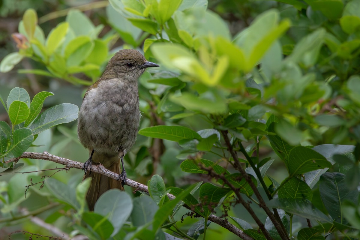 Slender-billed Greenbul - ML622445210