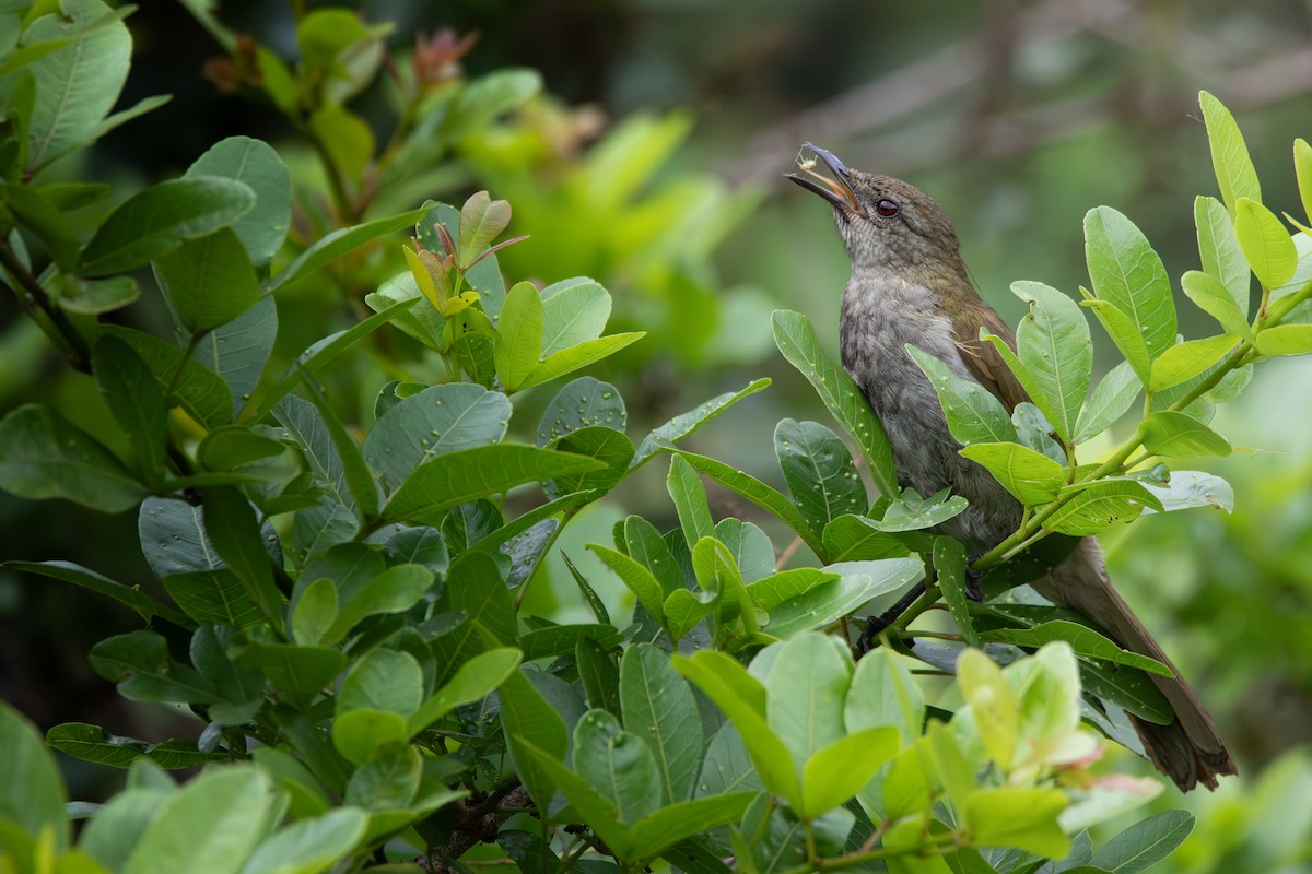 Slender-billed Greenbul - ML622445211