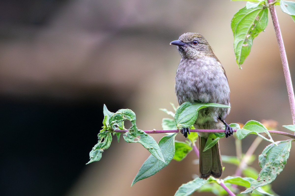 Bulbul Picofino - ML622445219