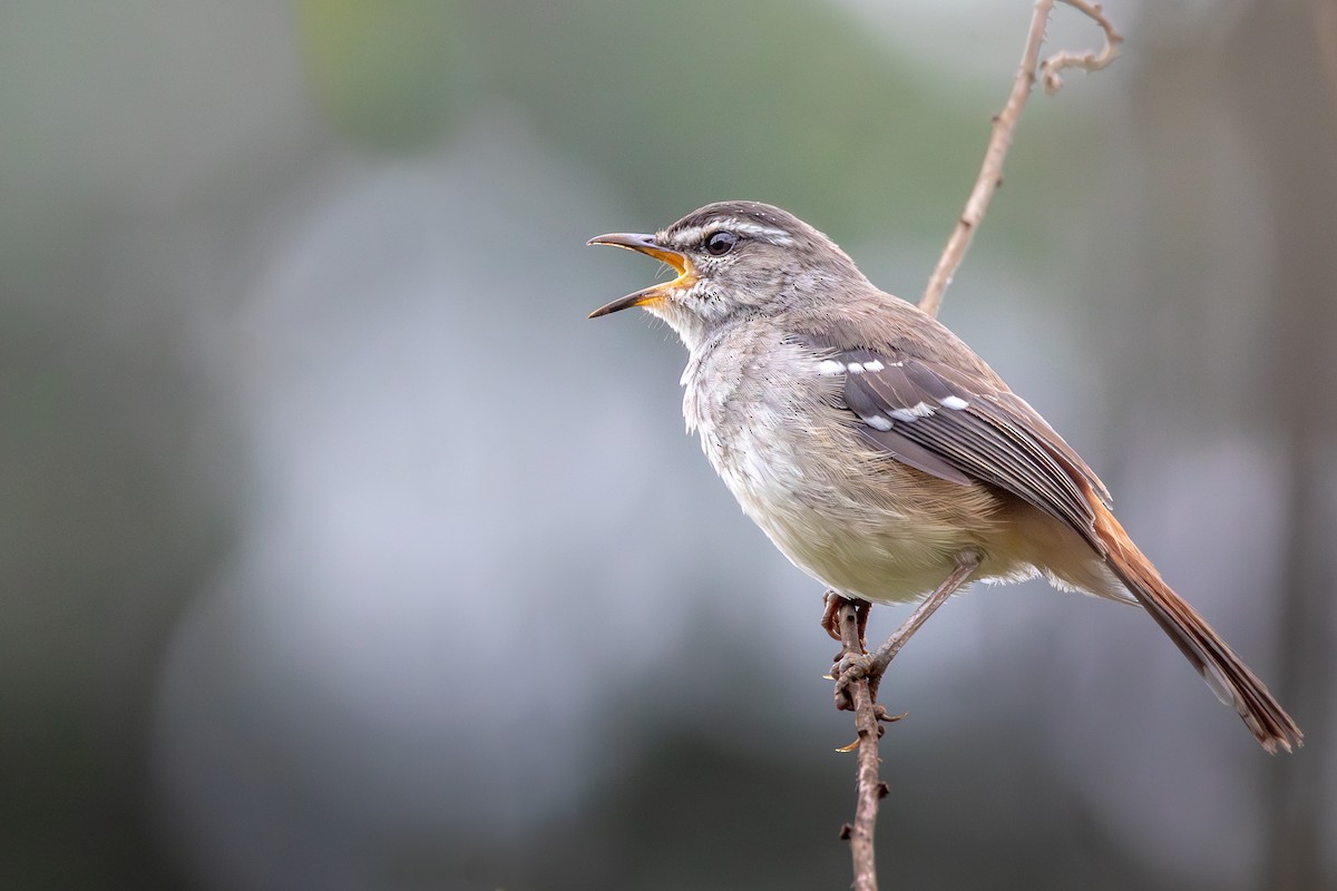 Brown-backed Scrub-Robin - Nathan Mixon