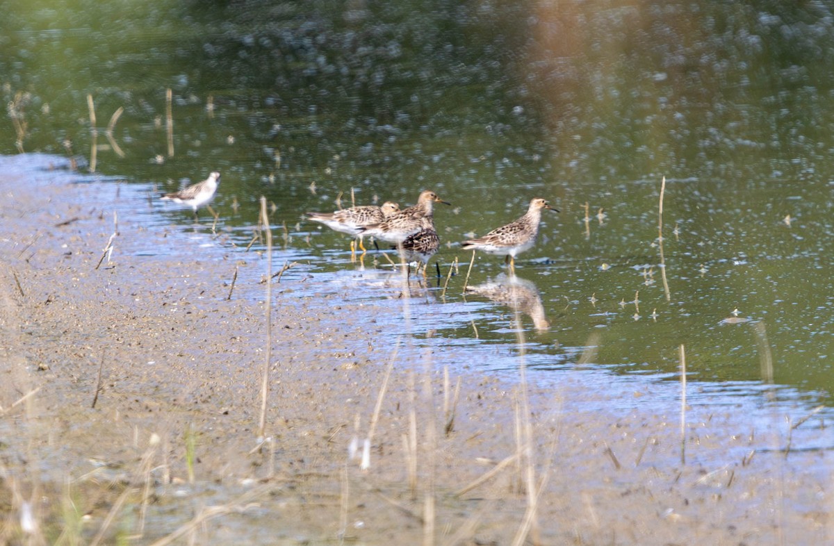 Bécasseau à poitrine cendrée - ML622445415