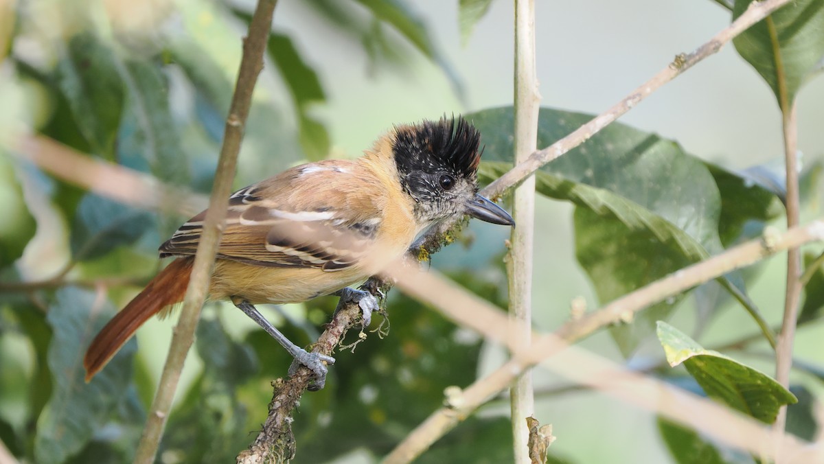 Collared Antshrike - ML622445429