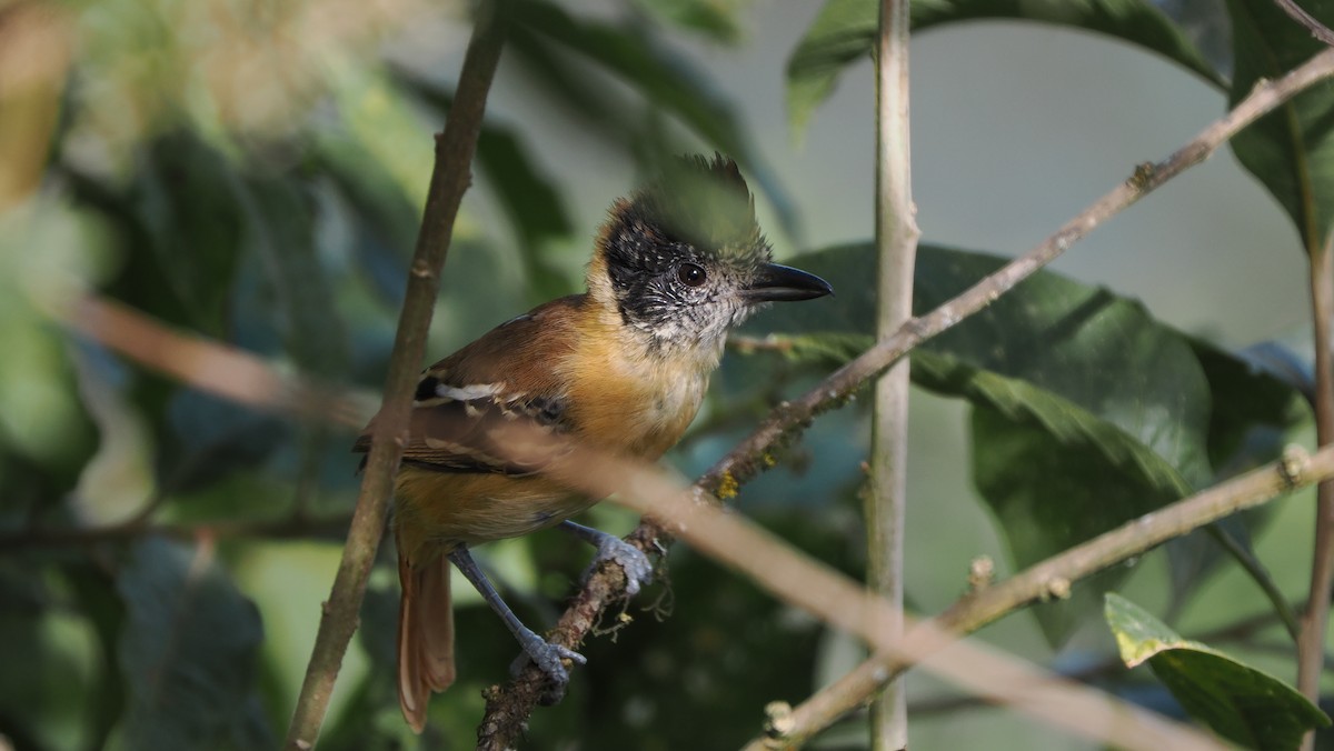 Collared Antshrike - ML622445438