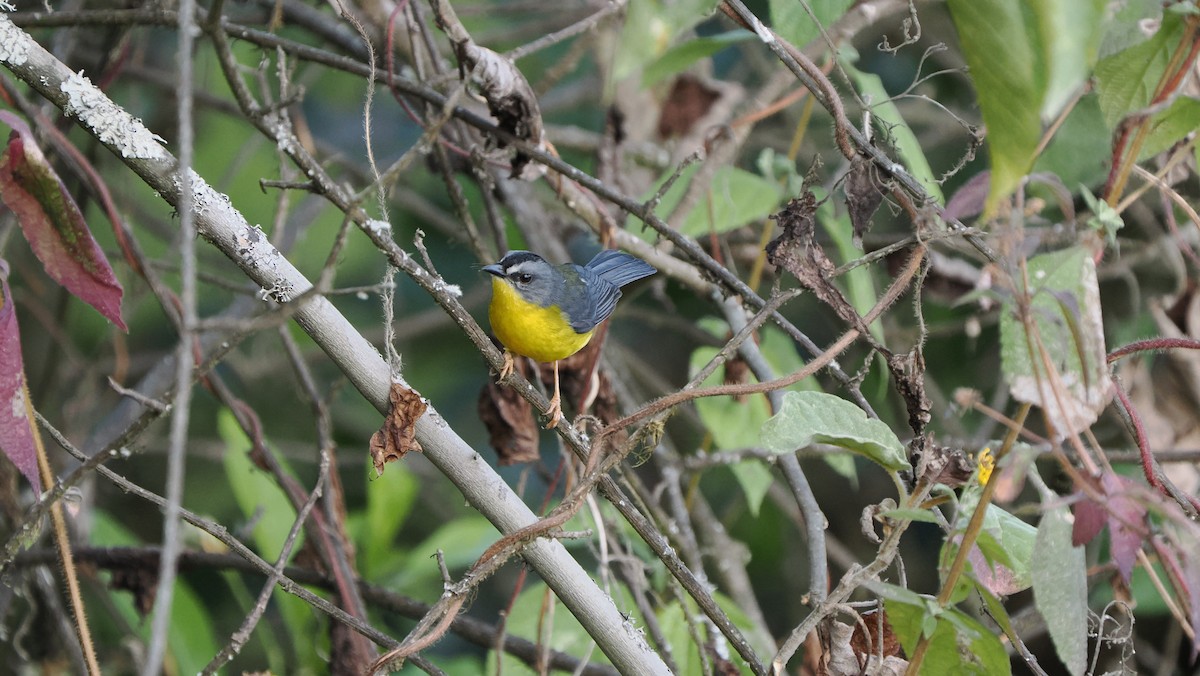 Gray-and-gold Warbler - ML622445469