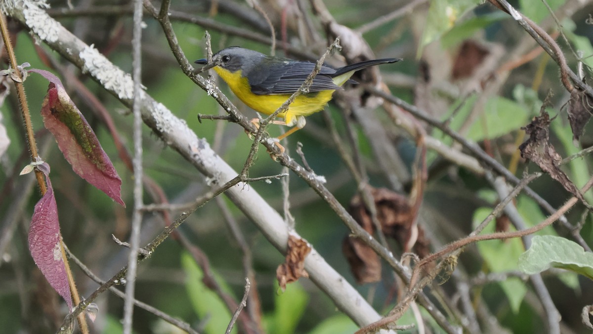 Gray-and-gold Warbler - ML622445470