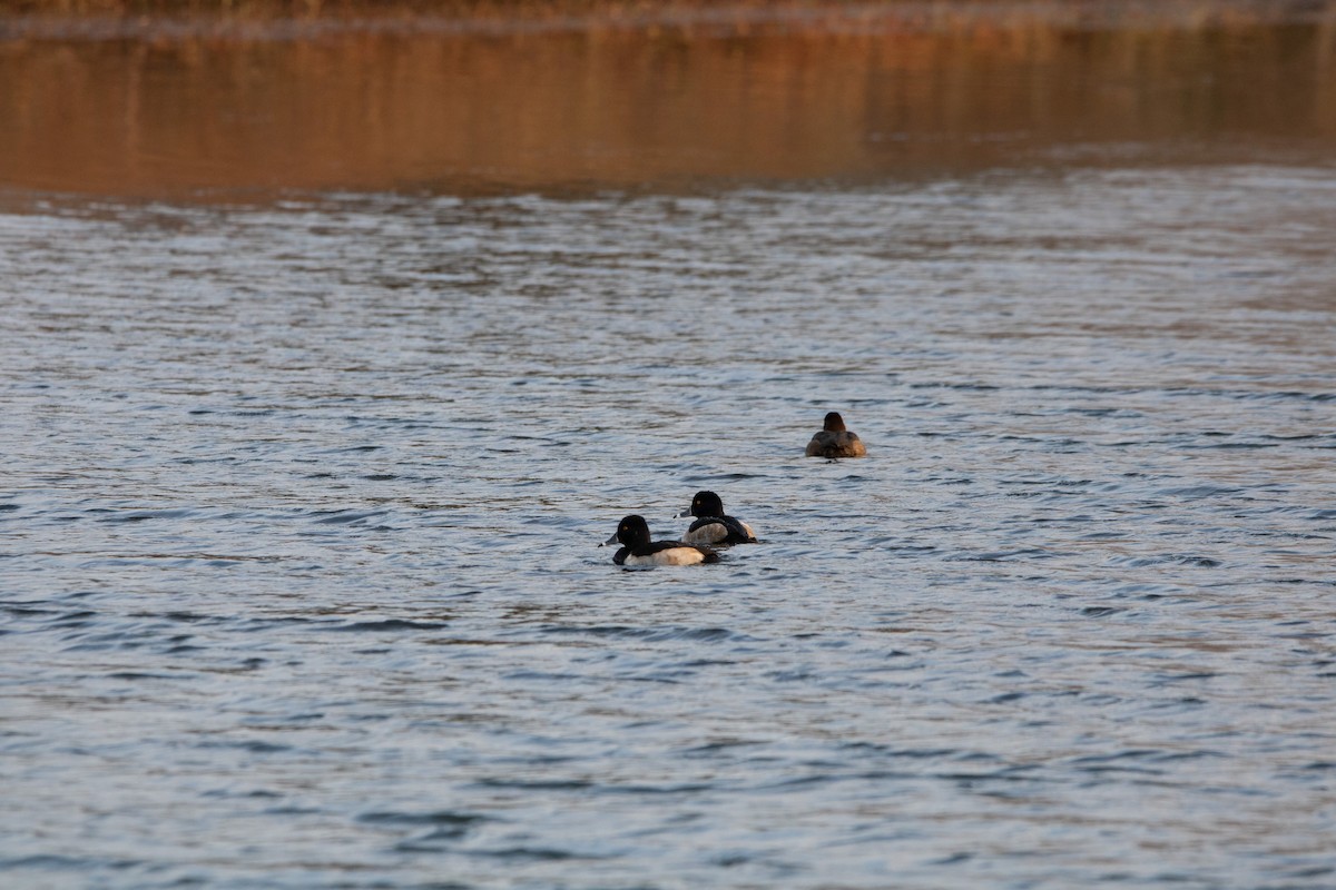 Ring-necked Duck - ML622445494