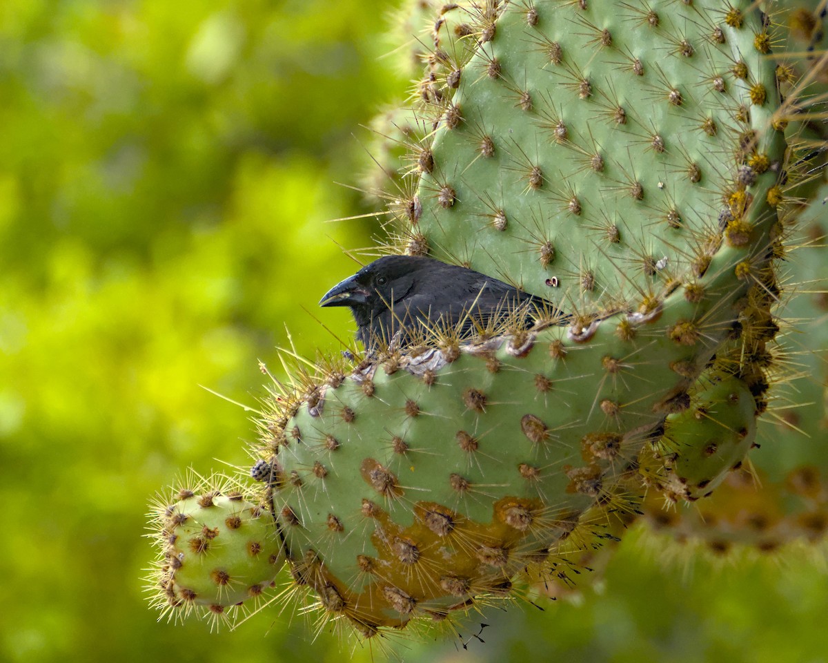 Common Cactus-Finch - ML622445504