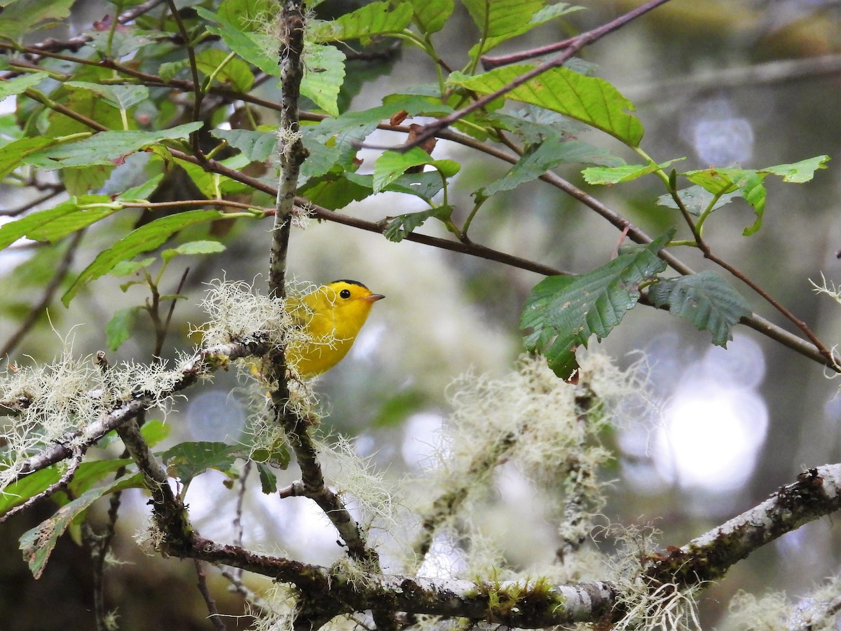 Wilson's Warbler - ML622445513