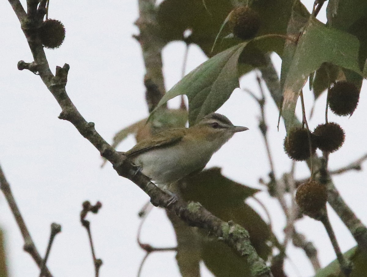 Red-eyed Vireo - ML622445541