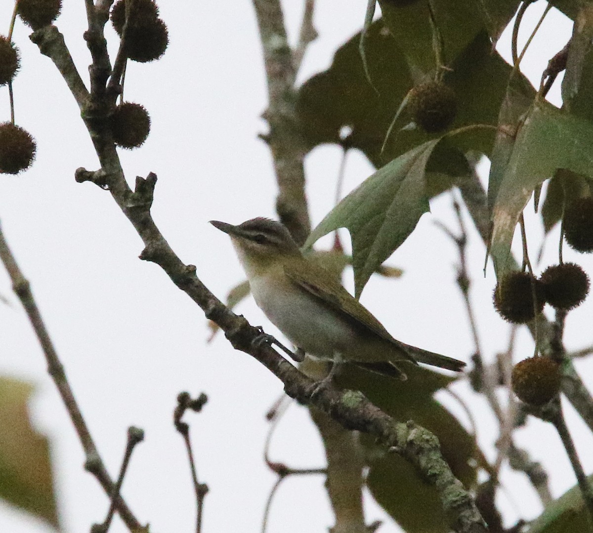 Red-eyed Vireo - ML622445542