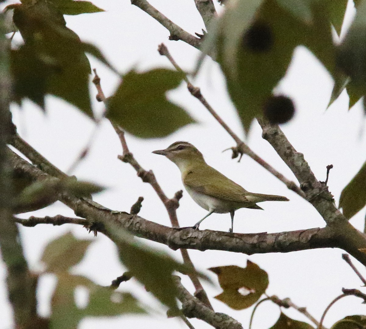 Red-eyed Vireo - ML622445543