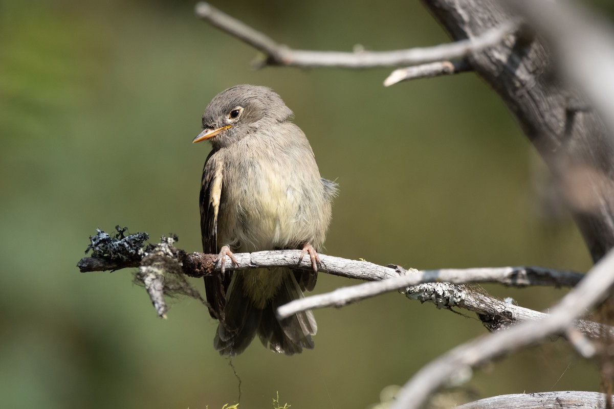 Dusky Flycatcher - ML622445546