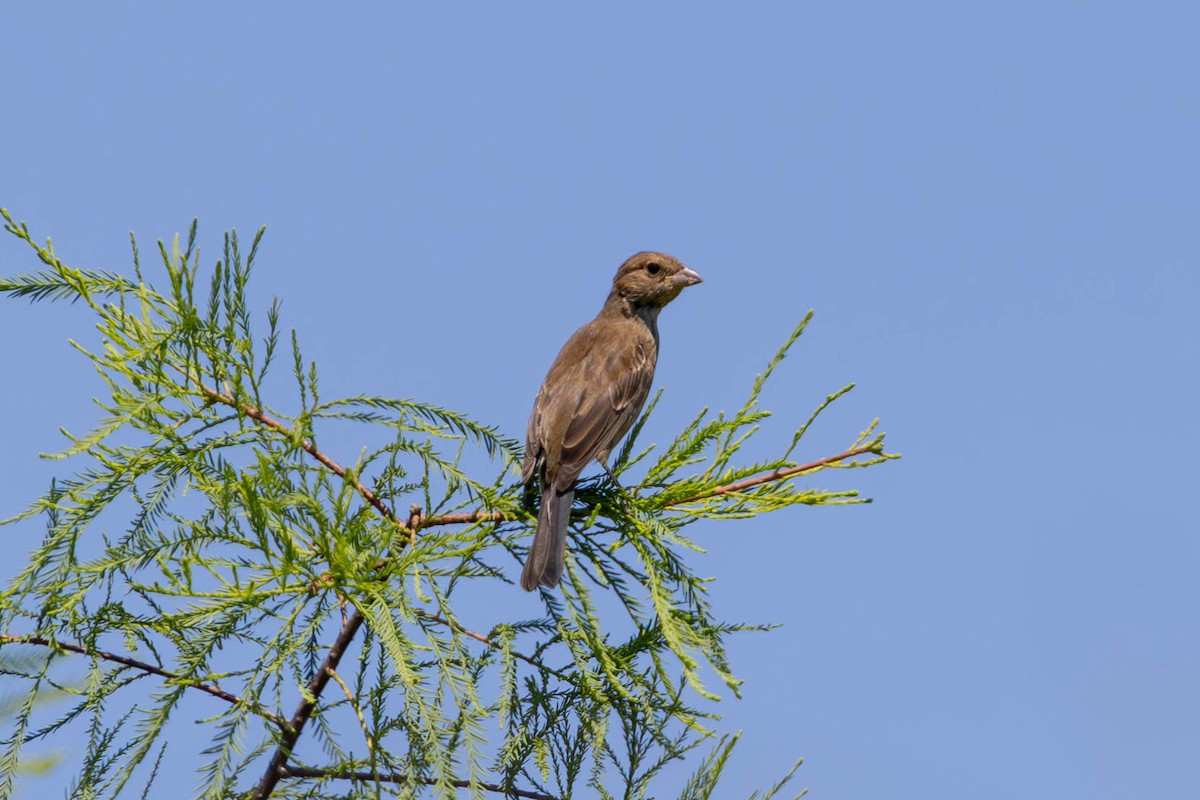 Passerin indigo - ML622445557