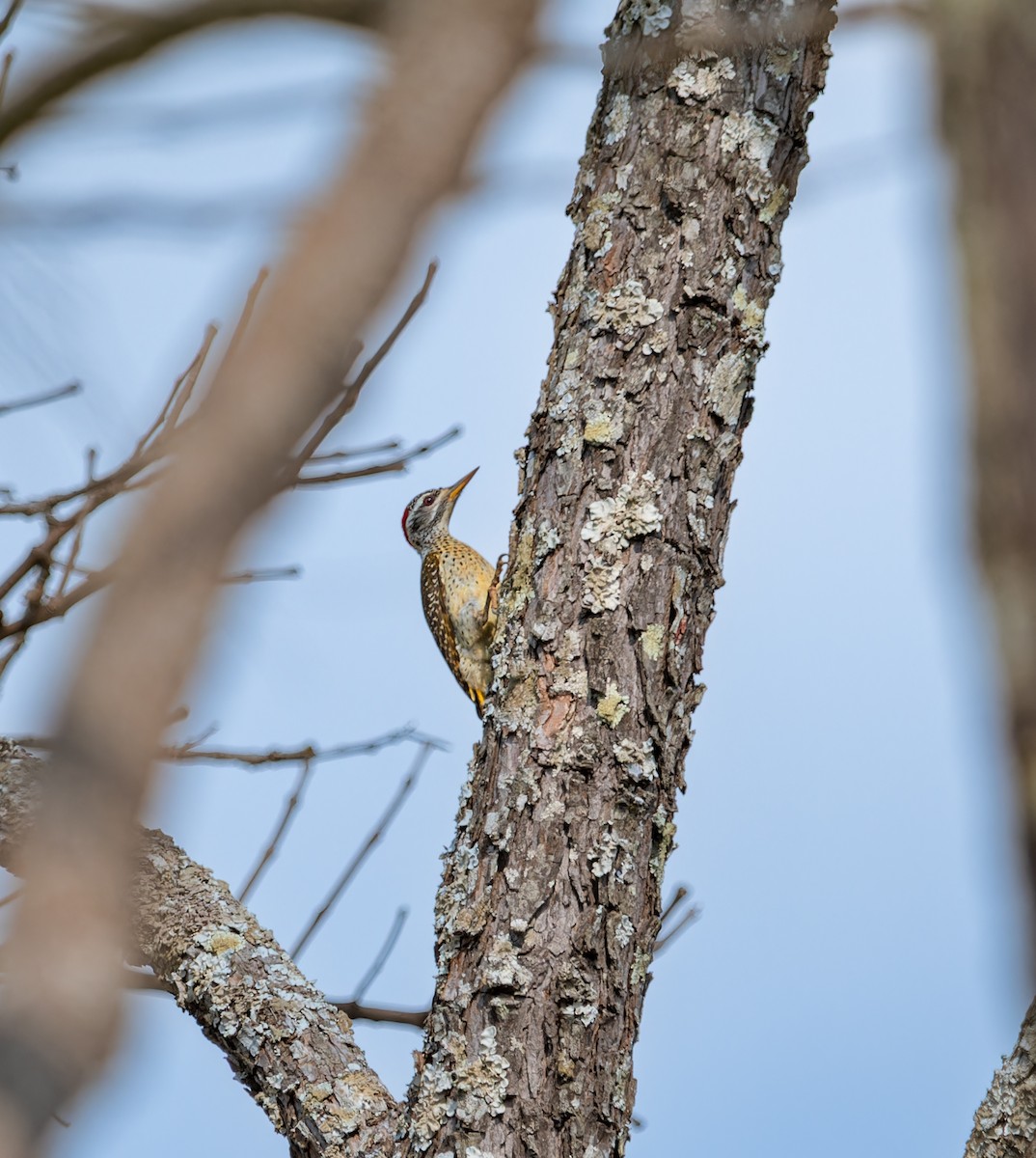 Reichenow's Woodpecker - ML622445663