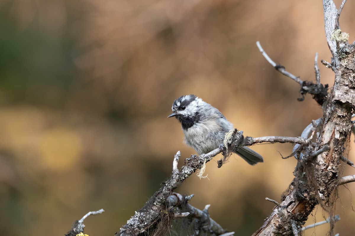 Mountain Chickadee - ML622445669