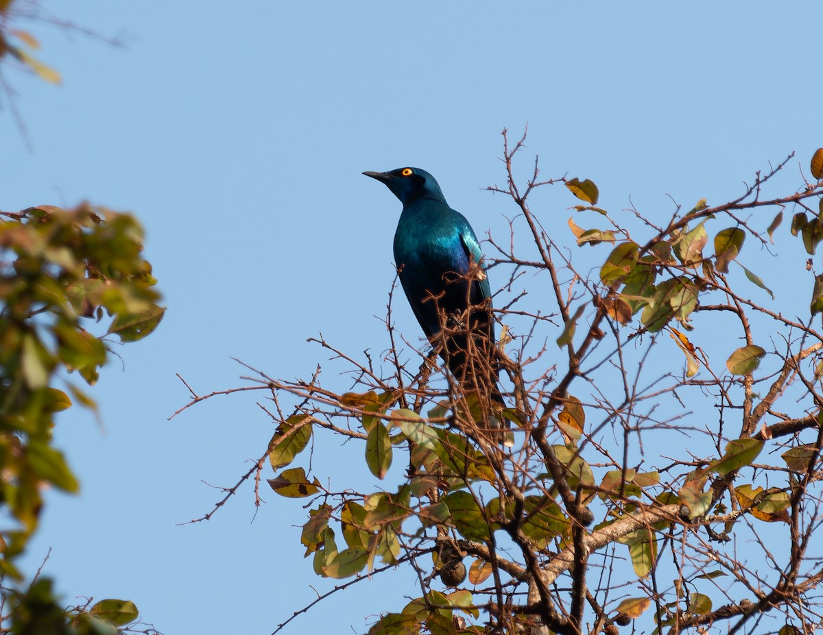 Lesser Blue-eared Starling (Miombo) - Nick Bray