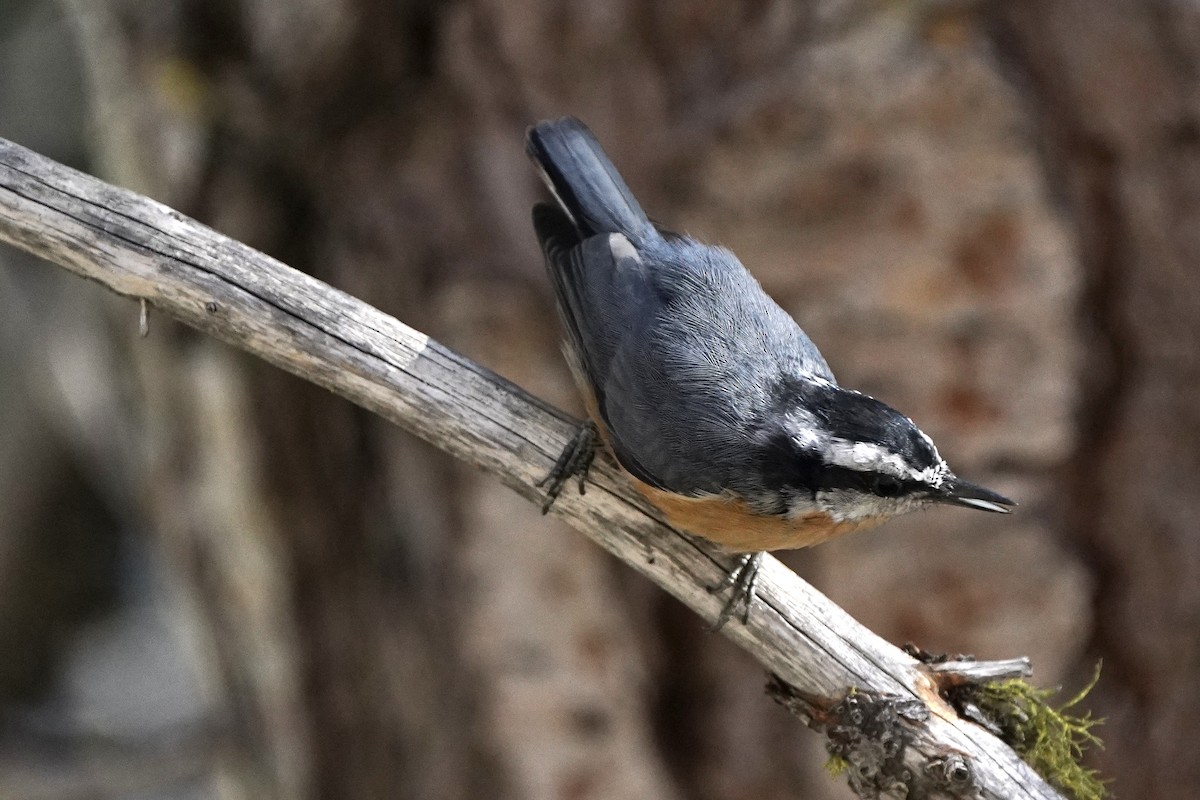 Red-breasted Nuthatch - ML622445690