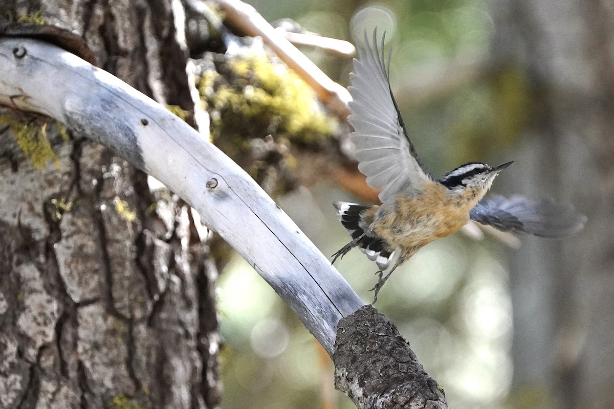 Red-breasted Nuthatch - ML622445696