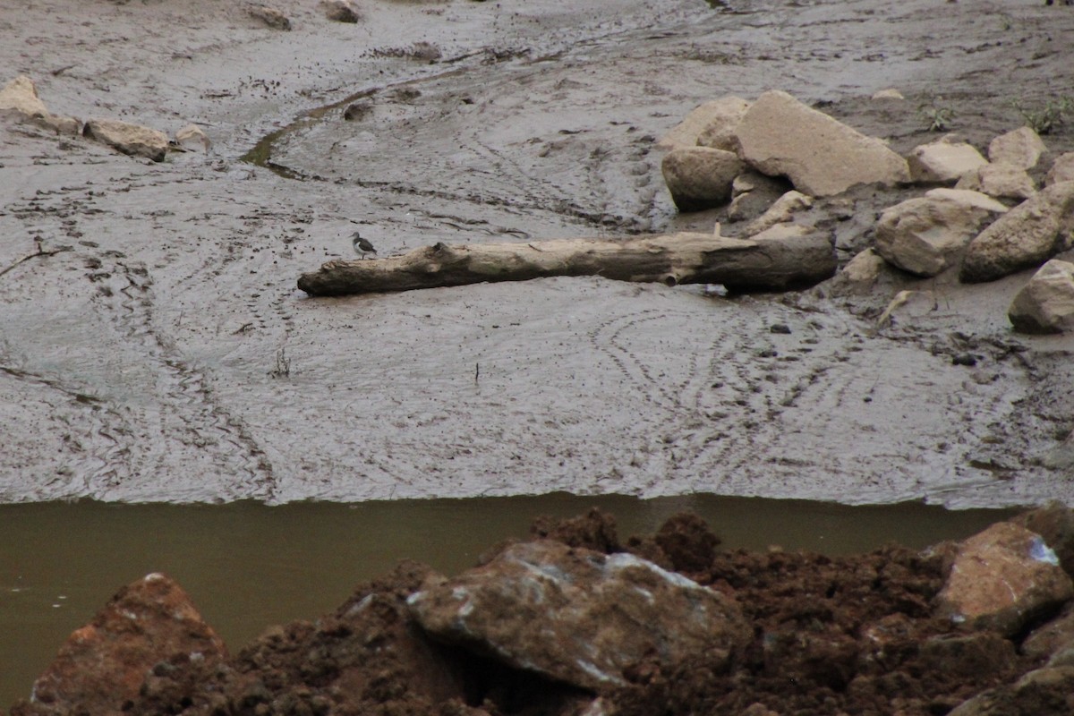 Spotted Sandpiper - ML622445744