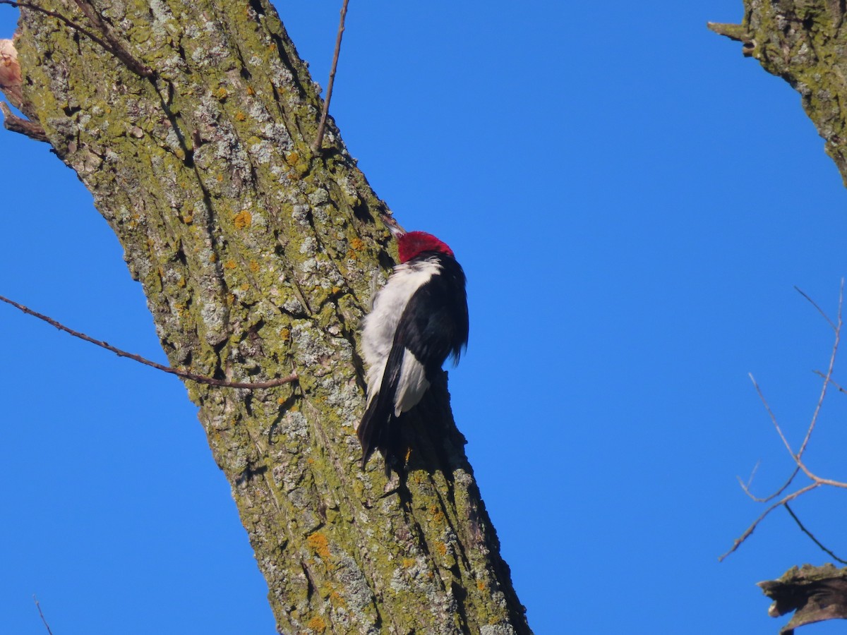 Red-headed Woodpecker - ML622445831