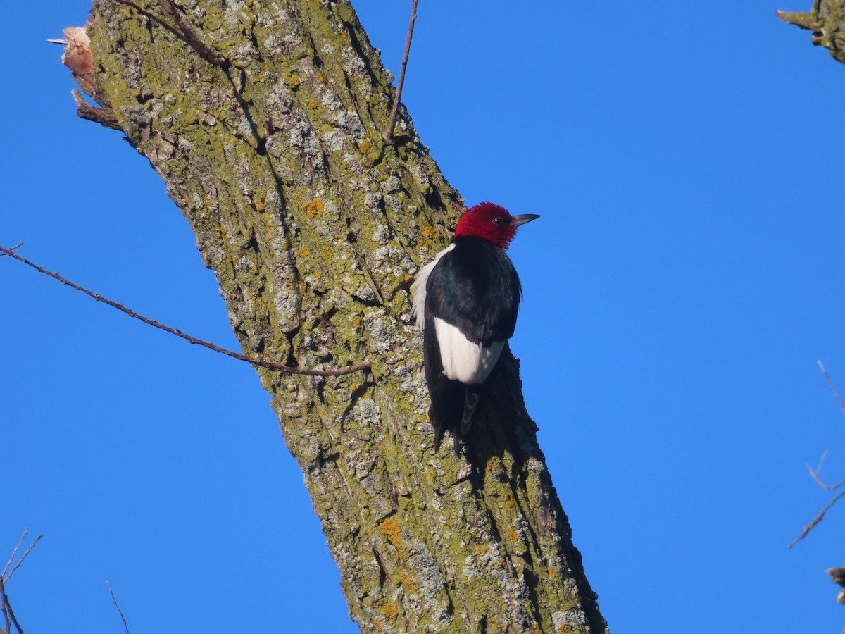 Red-headed Woodpecker - ML622445832