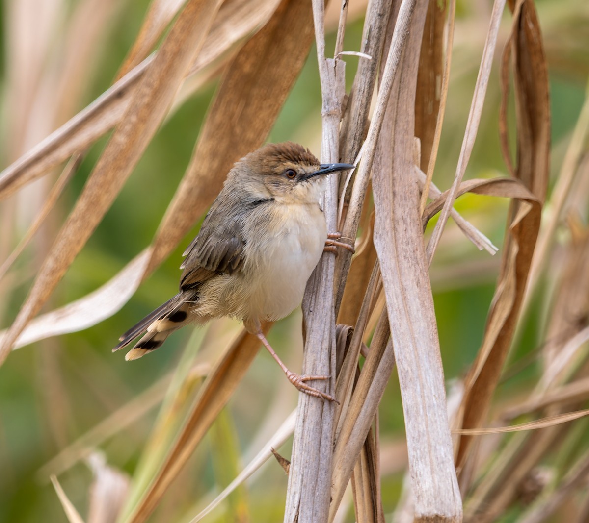 White-tailed Cisticola - ML622445834