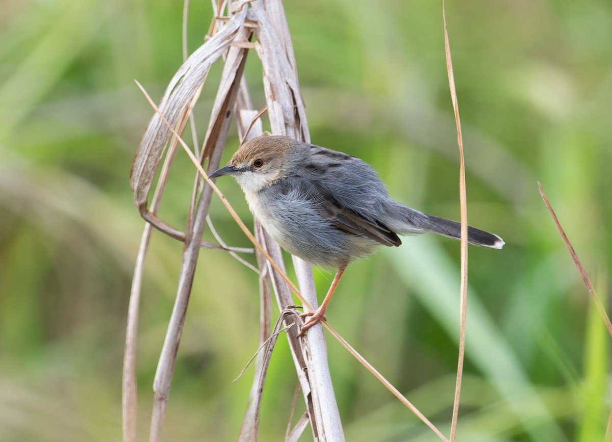 White-tailed Cisticola - ML622445835