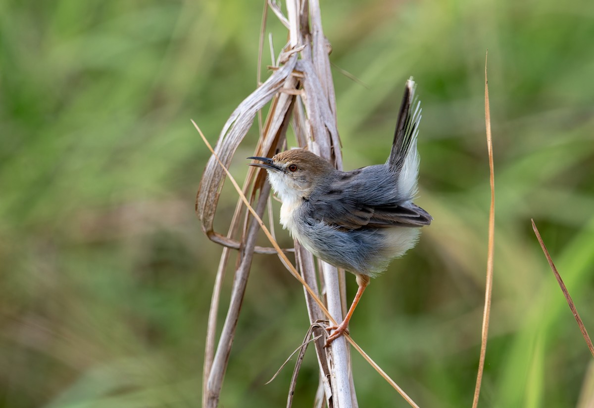 White-tailed Cisticola - ML622445836