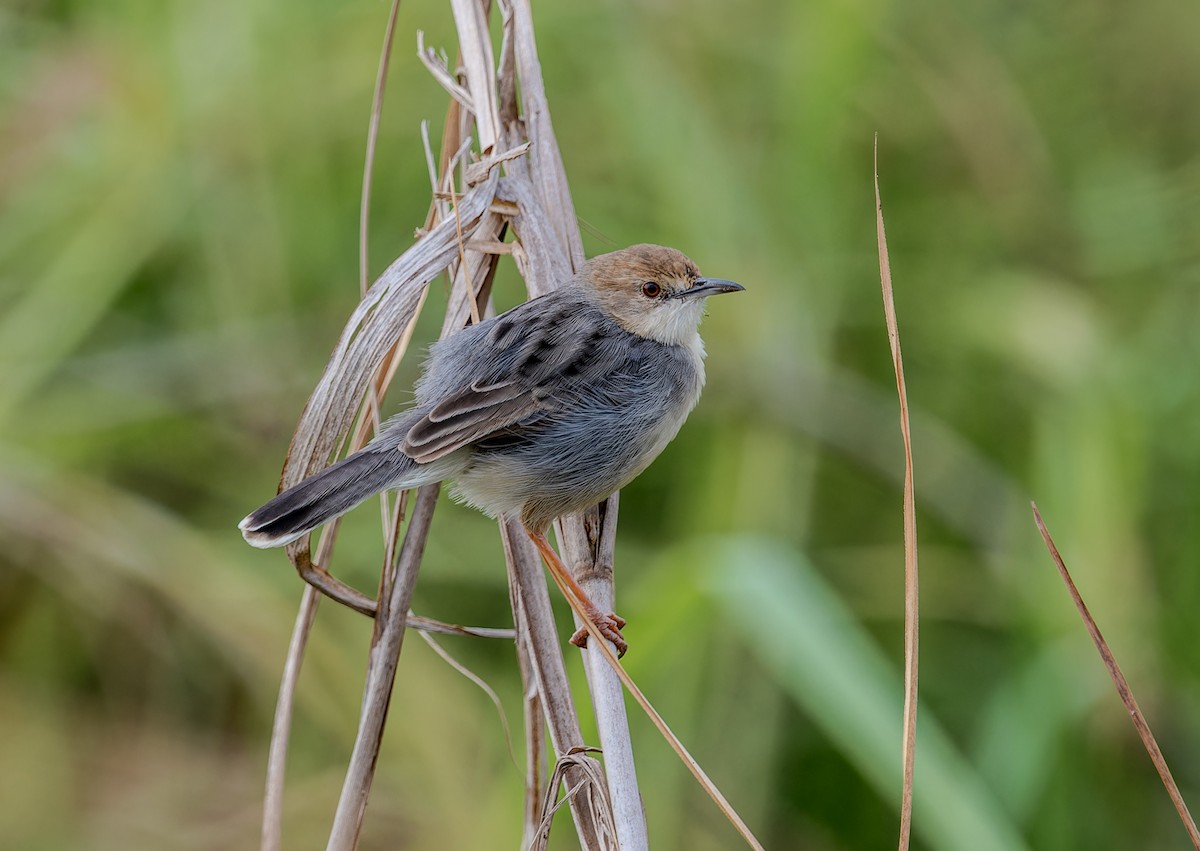 White-tailed Cisticola - ML622445837