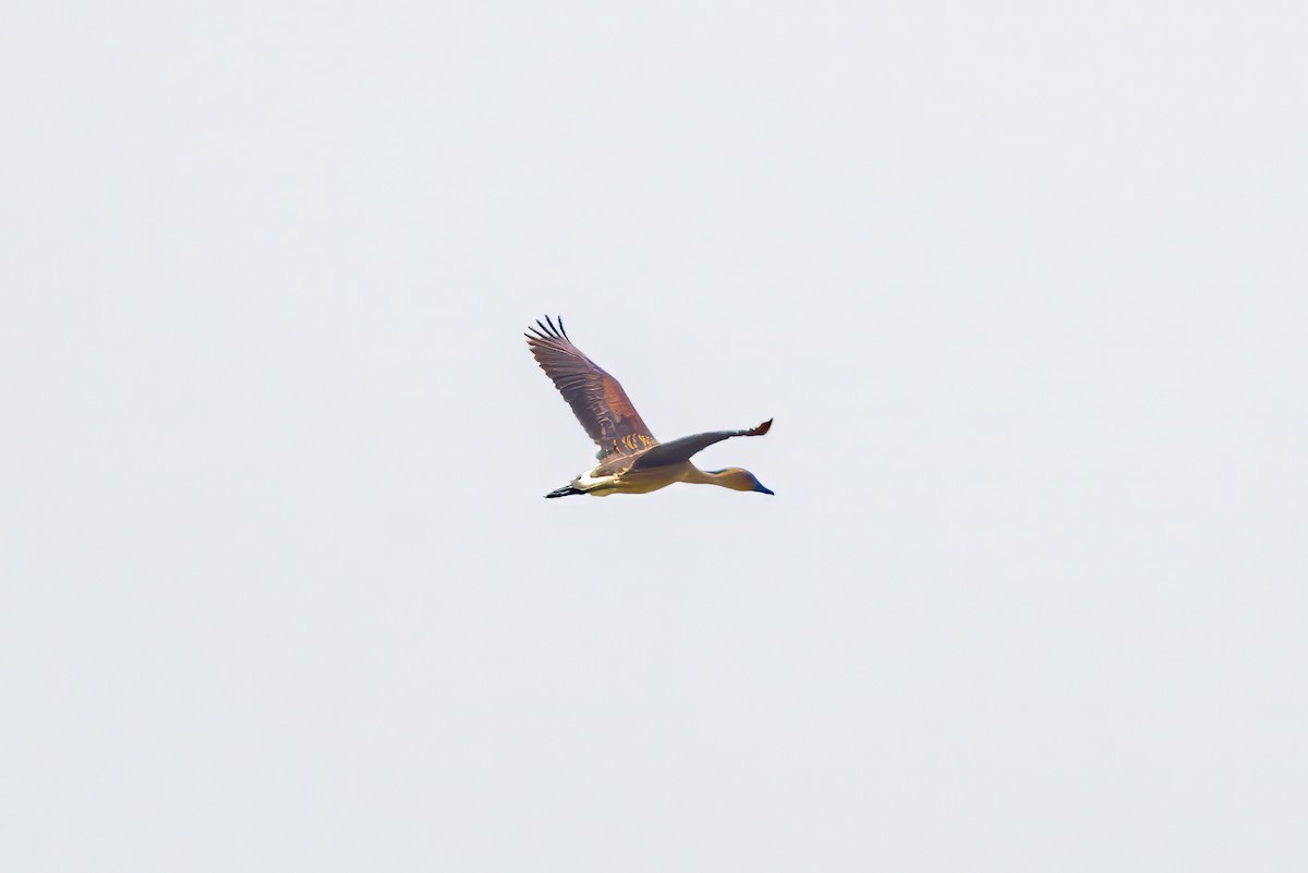 Fulvous Whistling-Duck - ML622445838